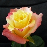 Optica Sunset Rose d'Equateur Ethiflora
